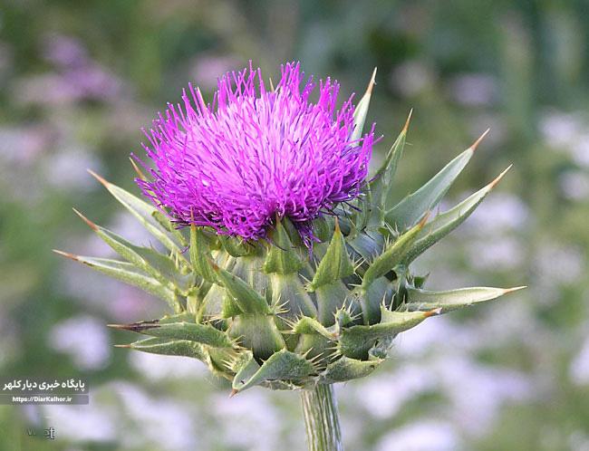 کرکول؛خارپشت پرخاصیت!