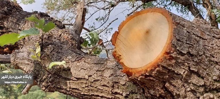 اگر زخمیست بر تن تواز بیرحمی ماست!