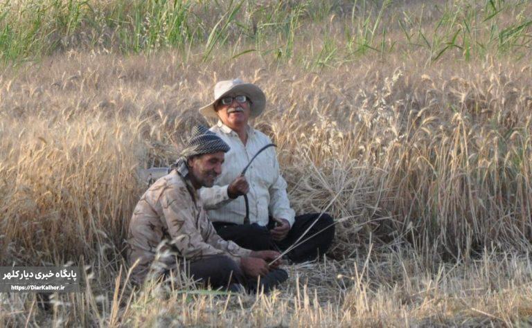 برداشت گندم در مزارع شهر گیلانغرب +تصویر