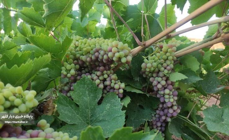 آغاز برداشت انگور یاقوتی از تاکستانهای گیلانغرب +عکس