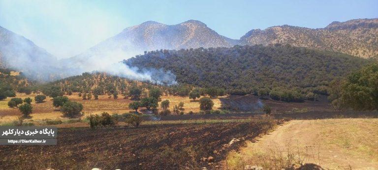 آتش تنها «زیستگاه خرس قهوهای» در گیلان غرب را بلعید+عکس