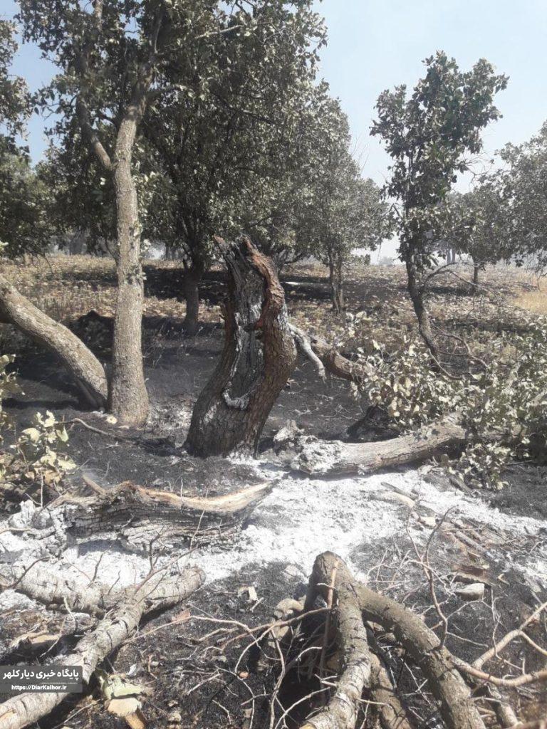 باز هم آتش در گیلانغرب+عکس