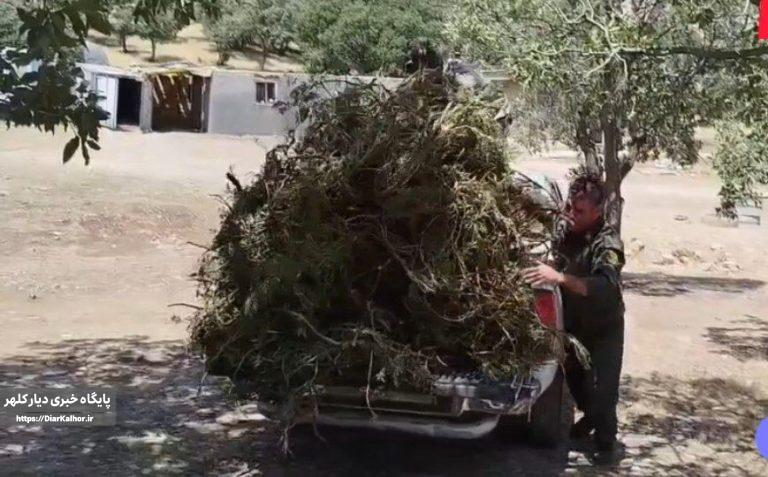 برداشت کنندگان غیر مجاز شیرین بیان در قلاجه گیلانغرب دستگیر شدند+عکس