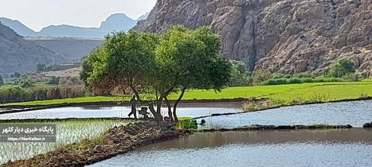 زیبایی بکر شالیزارهای گیلانغرب در دل تابستان+عکس