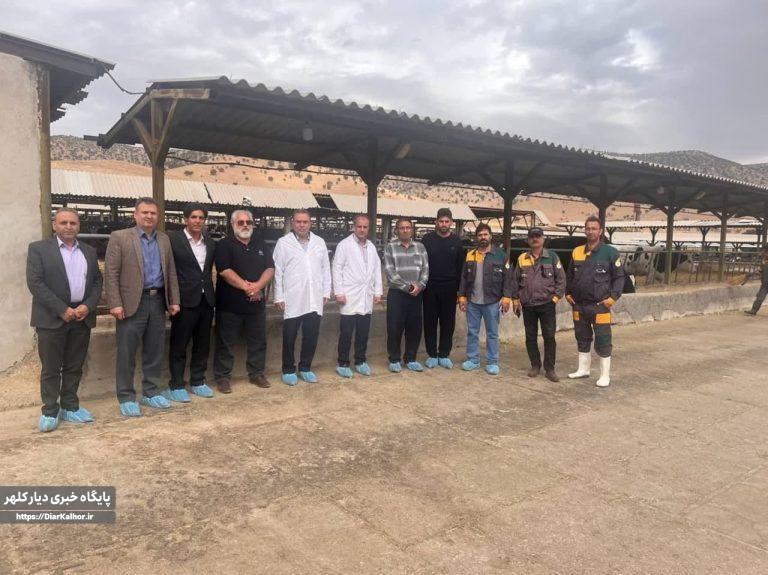 توجه به تولیدات دامی، زیرساختی برای توسعه و خودکفایی در گیلانغرب+عکس