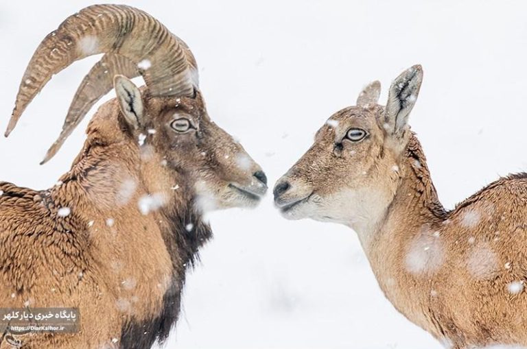 “قرقهای اختصاصی”؛ فرصتی برای حفاظت یا تهدید حیات وحش؟