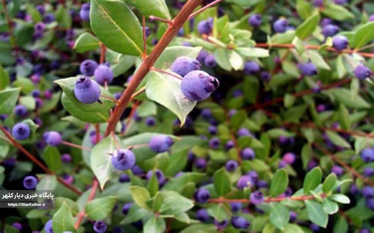 نفس درختچههای مورت گیلانغرب به شمارش افتاد