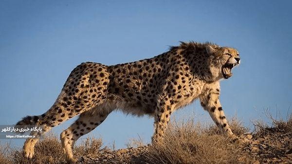 رکوردشکنی در طبیعت: ۲۷ یوز شامل ۶ توله شناسایی شدند؛ اما نگرانی از ناباروری در سایت تکثیر