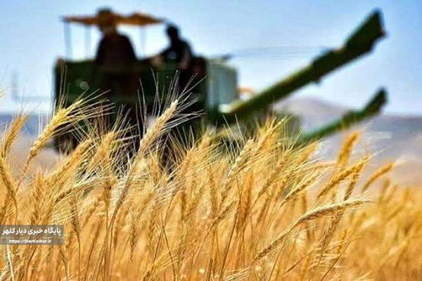 راز بدهی ۱۶۵ هزار میلیاردی دولت به گندمکاران؛ وعدههای بیپشتوانه یا واقعیت؟